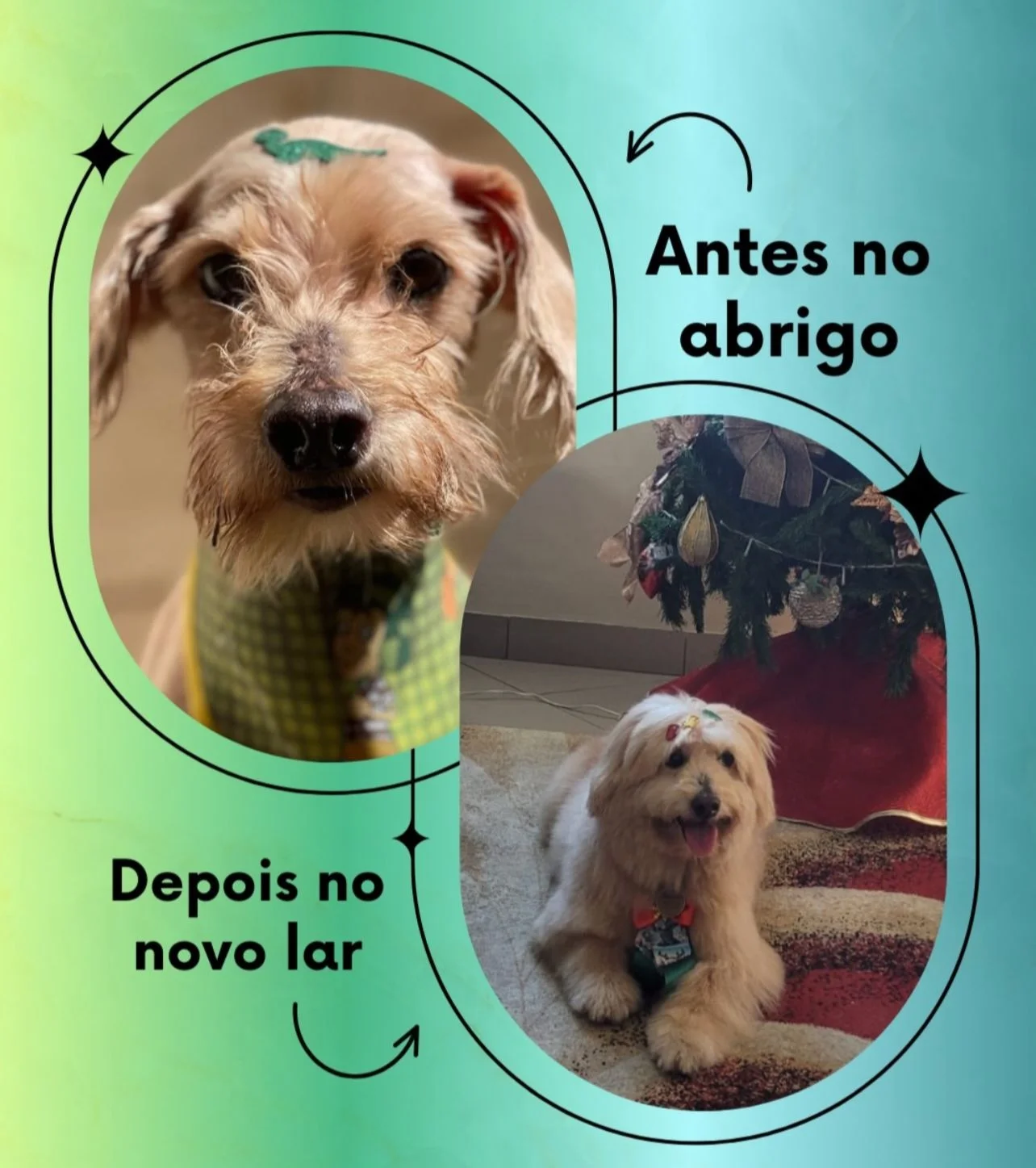 Transformação 1 - do abrigo ao novo lar