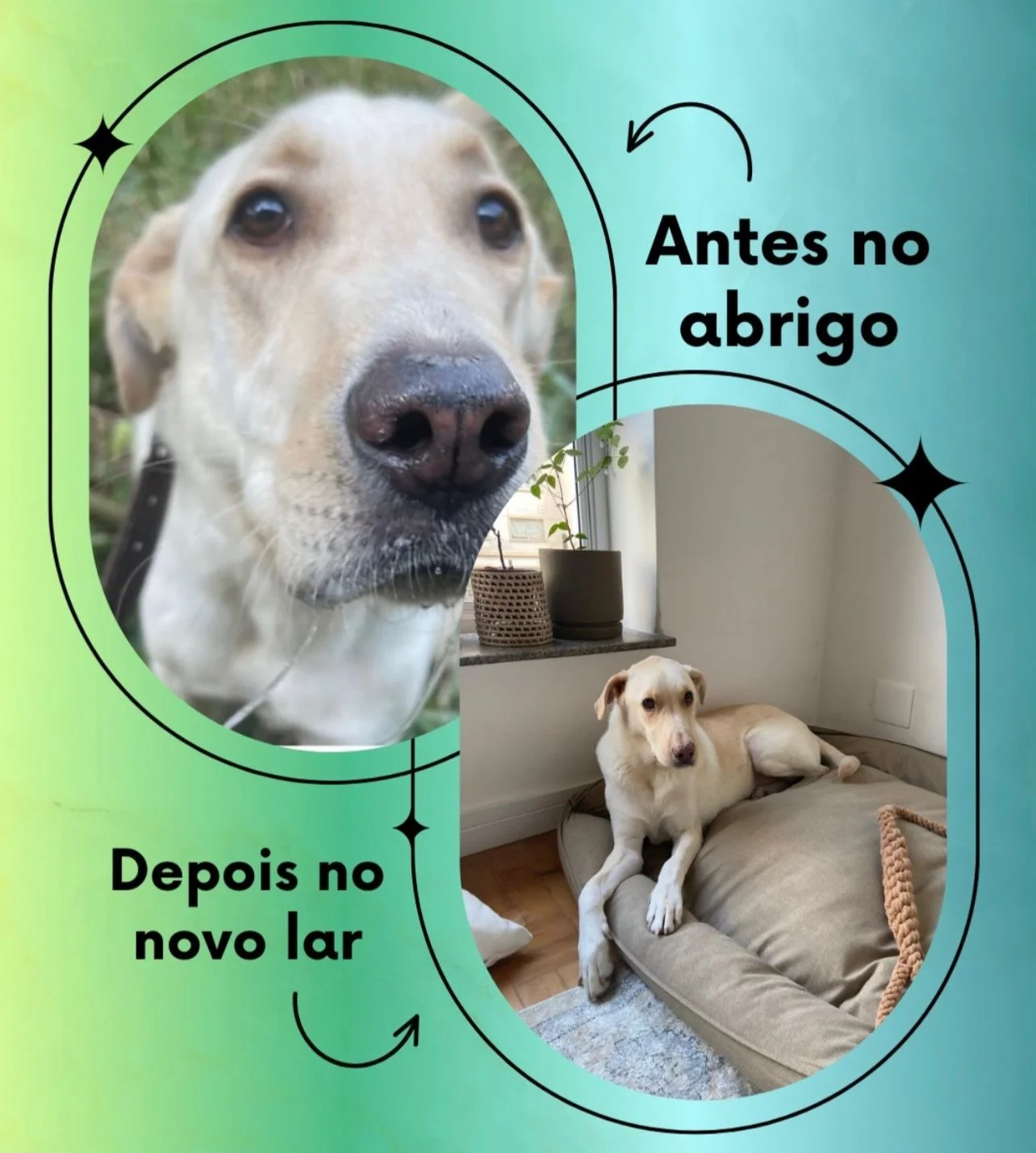 Transformação 3 - do abrigo ao novo lar
