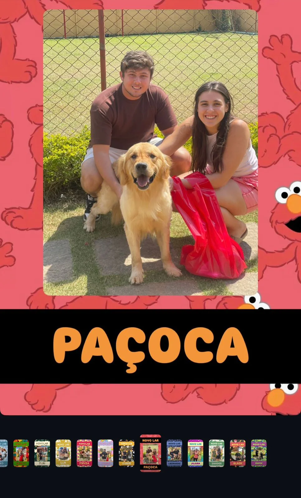 Adoção de Rex