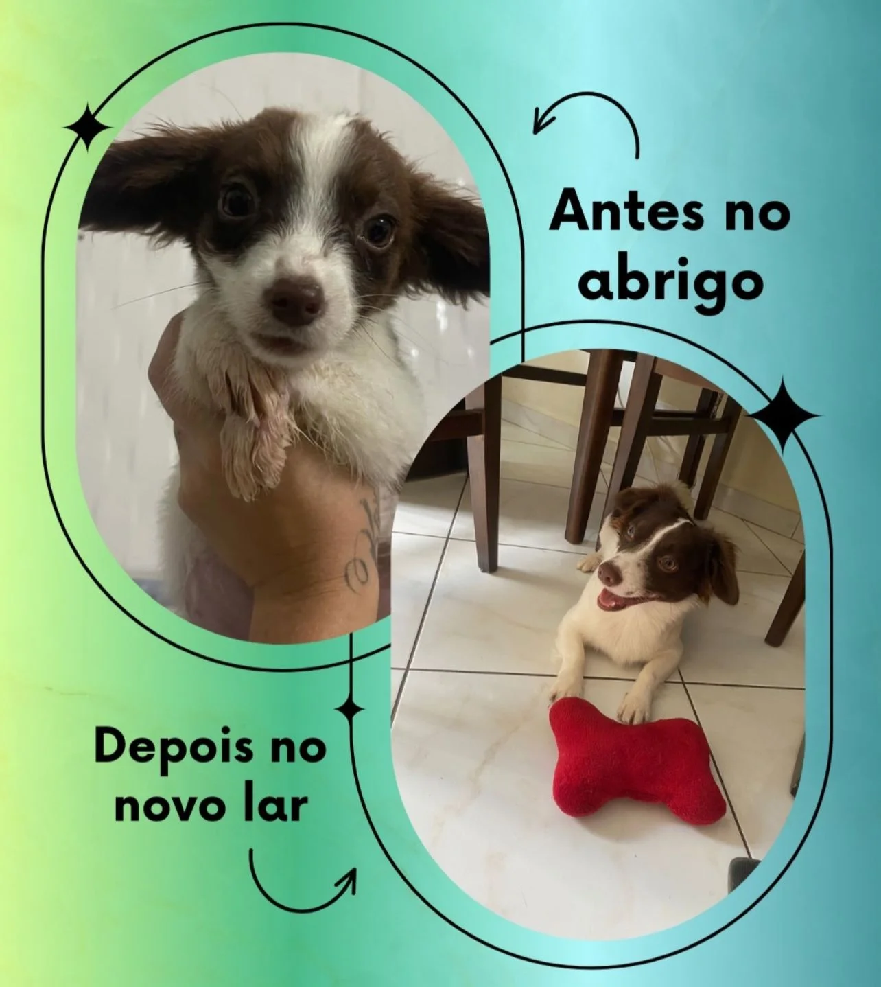 Transformação 2 - do abrigo ao novo lar