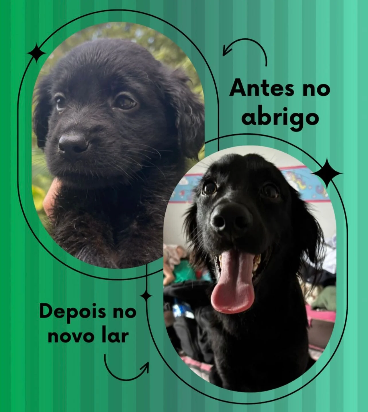 Transformação 4 - do abrigo ao novo lar