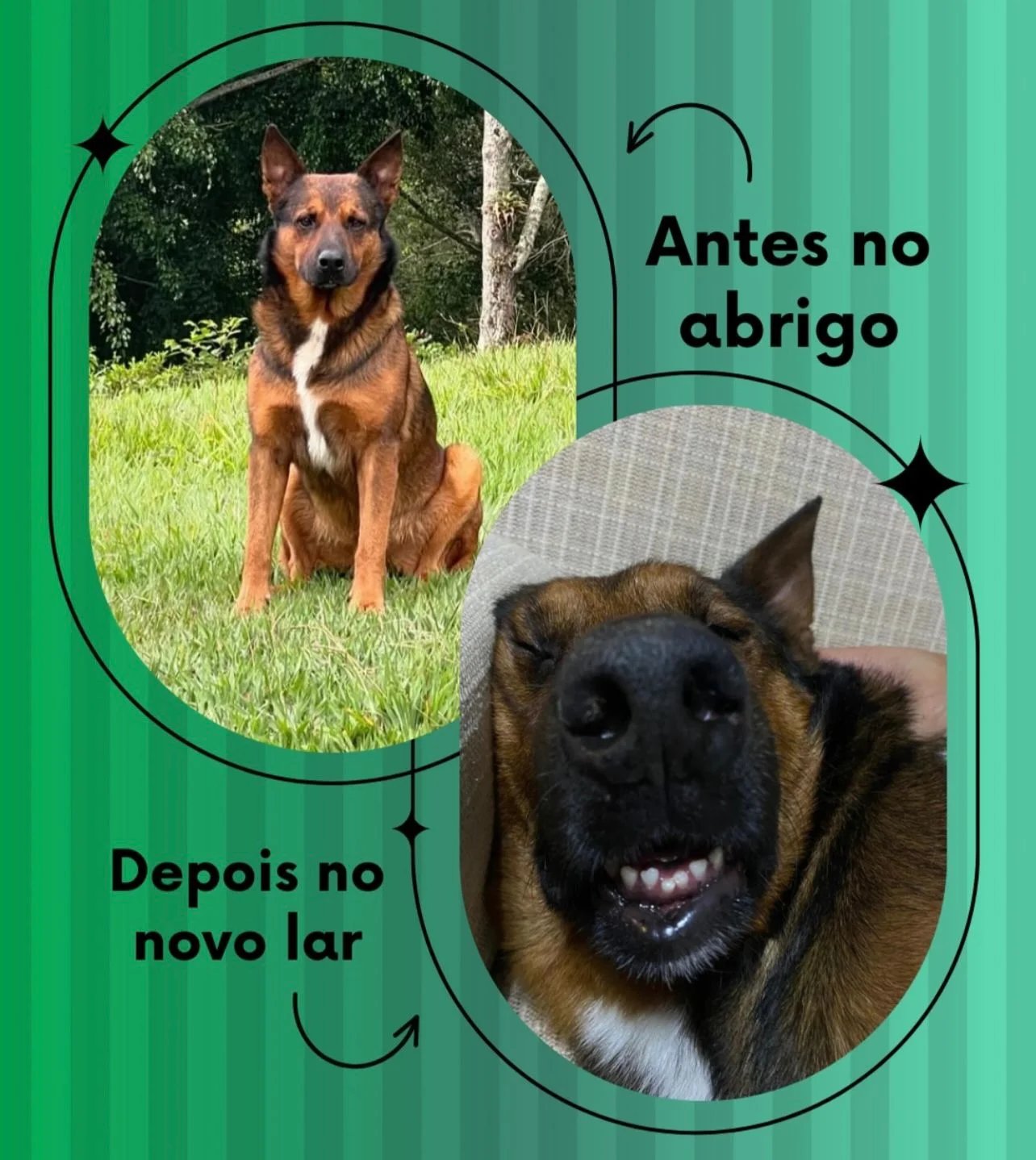 Transformação 5 - do abrigo ao novo lar